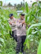 Polsek Lirik Cek Perkembangan 1,5 Hektar Lahan Jagung Pipil di Sidomulyo