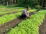 Polsek Lubuk Batu Jaya Sambangi Pengelola Perkebunan Sayur Bayam di Desa Kulim Jaya