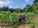 Lawan Cuaca Panas, Polsek Lirik dan Kelompok Tani Berkah Tani Optimalkan Lahan Jagung
