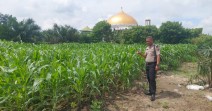 Polisi dan Petani Bersinergi, Jagung 1 Hektare di Tapung Dipantau Intensif Dukung Swasembada Pangan