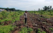 Polsek Tapung Turun ke Lahan Pertanian Dampingi Petani Jagung di Tapung