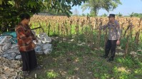 Dukung Ketahanan Pangan,  Wakapolsek Tapung Tinjau Lahan Jagung 1 Hektare di Desa Karya Indah