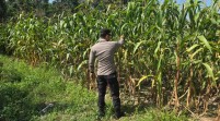 Kapolsek Tapung Tinjau Lahan Jagung 1 Hektare yang Siap Panen di Karya Indah