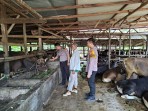 Polsek Lubuk Batu Jaya Sambangi Peternak Sapi di Desa Pontian Mekar