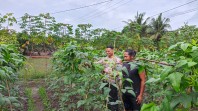 Dukung Ketahanan Pangan, Bhabinkamtibmas Sambangi Petani Sayur