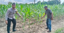 Polsek Rumbai Barat Perkuat Ketahanan Pangan Lewat Pendampingan Petani Jagung