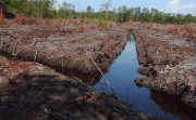 Polda Riau Usut Dugaan Perambahan Hutan Mangrove di Rohil, Kapolda Perintahkan Penyelidikan Total