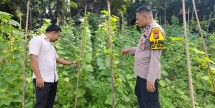 Bhabinkamtibmas Polsek Tambang Sambangi Petani, Dorong Ketahanan Pangan dan Ekonomi Desa