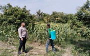 Polsek Rumbai Barat Perkuat Program Ketapang, Kebun Jagung Warga Jadi Perhatian Khusus