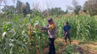 Polsek Lirik Pantau Pertumbuhan Jagung Pipil di Lahan Binaan