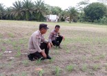 Begini Jurus Personel Polsek Kelayang Wujudkan Ketahanan Pangan Nasional