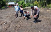 Polsek Tapung Kembali Dampingi Petani Tanam Jagung Pipil di Lahan 1,5 Hektare