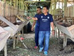 Polsek Lirik Cek Perkembangan Peternakan Domba Binaan di Desa Seko Lubuk Tigo