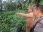 Polsek Lubuk Batu Jaya Sambangi Perkebunan Terong Warga di Desa Air Putih