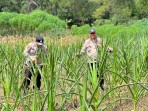 Program pemanfaatan lahan produktif ini merupakan wujud nyata sinergitas antara institusi Polri