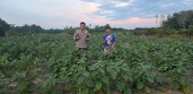 Polsek Tambang Tinjau Budidaya Terong Milik Warga, Dukung Asta Cita Presiden