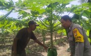 Ketahanan Pangan Jadi Prioritas, Polsek Rumbai Barat Sambangi Petani Pepaya