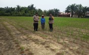 Polsek Tapung Kawal Swasembada Pangan, Turun Langsung Cek Lahan Petani
