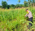 Bhabinkamtibmas Desa Peladangan Pantau Langsung Ketahanan Pangan