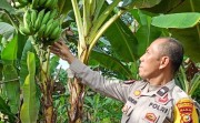 Polsek Rumbai Barat Sambangi Kebun Warga, Perkuat Ketahanan Pangan Nasional