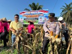 Swasembada Pangan, Polres Laksanakan Cek Rutin dan Panen Jagung Pipil