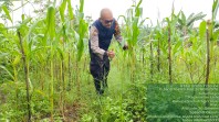 Dukung Ketahanan Pangan, Bhabinkamtibmas Polsek Lirik Pantau Lahan Jagung BUMDes Barokah