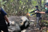 Gajah Sumatera Ditemukan Tewas di Areal Konsesi PT RAPP, Polres Pelalawan Lakukan Penyelidikan Inten