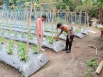 Polsek Lubuk Batu Jaya Sambangi Budidaya Cabai Merah Warga