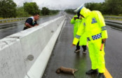 Harimau Ditemukan Tewas di Tol Permai, Diduga Tertabrak Kendaraan