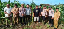 Kapolsek Tapung dan Kades Sei Putih Turun ke Lahan, Pastikan Jagung Pipil Tumbuh Optimal