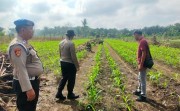 Cek Pertumbuhan Jagung, Kapolsek Apresiasi Kemandirian Kelompok Tani Rukun Sentosa