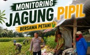 Bhabinkamtibmas Monitoring Jagung Petani demi Swasembada Pangan di Tapung