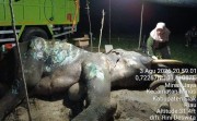 Duka Konservasi Riau, Gajah Jovi Tutup Usia Setelah Berjuang Lawan Infeksi dan Myopati Berat