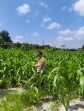 Polres Inhu Pantau Perkembangan Tanam Jagung Pipil di Dua Wilayah
