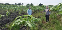 Bhabinkamtibmas Desa Kuapan Tinjau Kebun Pepaya Warga, Dorong Ketahanan Pangan