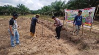 Polres Inhu Hadir di Tengah Petani melalui Pengecekan Jagung Pipil, Wujud Polisi Cinta Petani