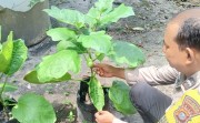 Bhabinkamtibmas Bukitraya Cek Kebun Terong Warga, Pastikan Ketahanan Pangan Terus Berjalan