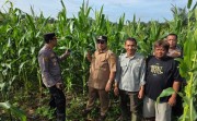Dukung Ketahanan Pangan Nasional, Kapolsek Tapung Cek Lahan Jagung Bersama Petani