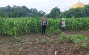 Bhabinkamtibmas Desa Pelambaian Turun Langsung Pantau Pertumbuhan Jagung Petani