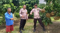 Polsek Rumbai Barat Sambangi Kebun Lengkeng Warga Dukung Ketahanan Pangan Nasional