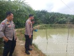 Kapolsek Singingi Tinjau Kolam Ikan Nila dan Peternakan Sapi