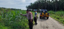 Target Swasembada Pangan Polres Inhu, Dari Jagung Pipil Hingga Pekarangan