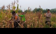 Panen Jagung Bersama KWT, Kapolsek Kampar Perkuat Gerakan Swasembada Pangan