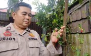Polsek Bukitraya Cek Kebun Cabai Warga, Dorong Ketahanan Pangan dari Pekarangan