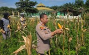Dari Lahan Tumpang Sari, Polsek Tapung Buktikan Ketahanan Pangan Berbuah Panen Melimpah