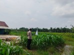 Swasembada Pangan Dengan Jagung Pipil, Ini Yang Dilakukan Polres Inhu