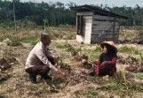 Polsek Peranap Edukasi Ibu-Ibu Manfaatkan Pekarangan dengan Tumpang Sari Sawit dan Cabai