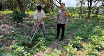 Implementasi Program PRESISI, Polsek Tambang Sambangi Petani Terong di Desa Gobah