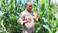 Dukung Ketahanan Pangan, Polsek Bukit Raya Lakukan Perawatan Jagung Pipil