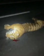 Harimau Mati Tertabrak di Tol Permai, Ini Faktanya